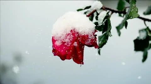 Red rose in the snow. Stock-Footage 21439691