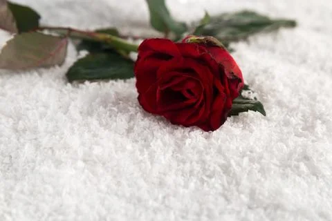 Red rose in the snow Stock Photos