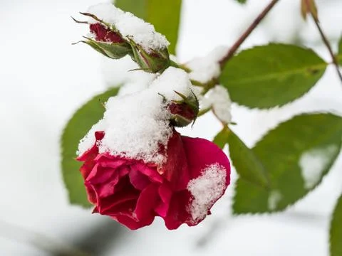 Red rose with snow Stock Photos