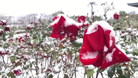 Red rose in the snow, slow motion  Stock Footage 204907389