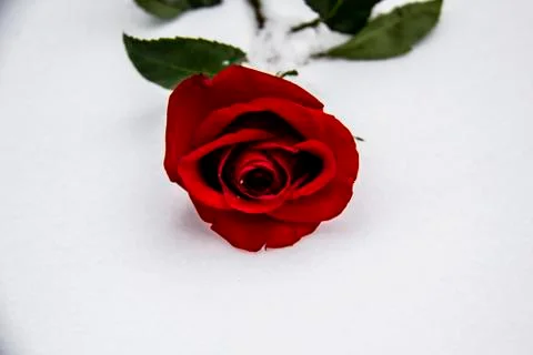 A red rose on the snow. A winter day. Rose lies in the white snow. Beautiful  Stock Photos