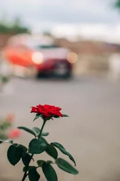 Red rose in soft focus against a blurred street background Foto stock
