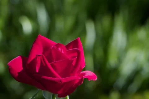 Red rose soft green Stock Photos