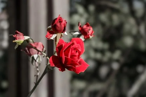 Red rose in soft sunlight surrounded by rosebuds and blurred background cre.. 스톡 사진