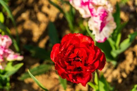 Red rose with soil background Stock Photos