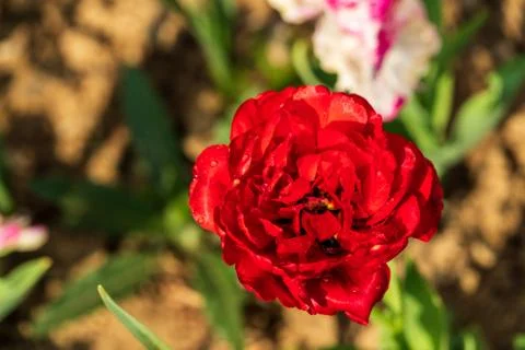 Red rose with soil background Stock Photos
