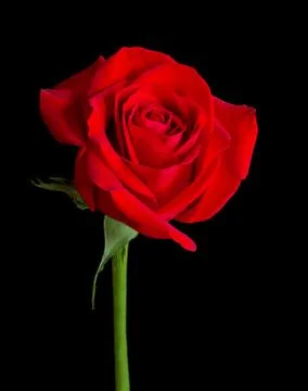 Red Rose Solitaire Stock Photos