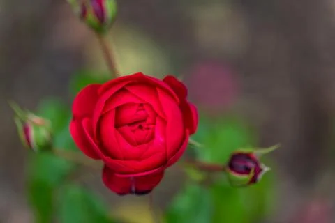 Red rose with some buds in the background Stock Photos