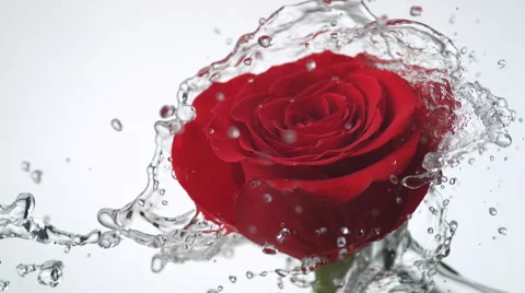 Red rose spinning and creating water splash. Slow Motion. Video stock 55884850