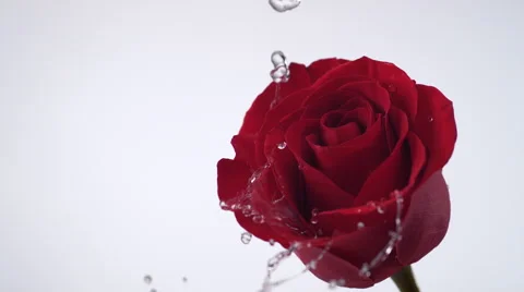 Red rose spinning and creating water splash. Slow Motion. Stock Footage 56699317