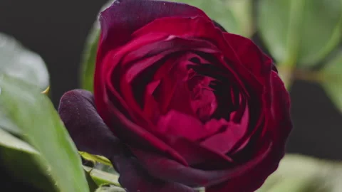 Red Rose Spinning on the Table Stock Footage 299762438