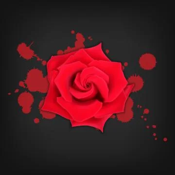 Red rose with splashes Stock Illustration