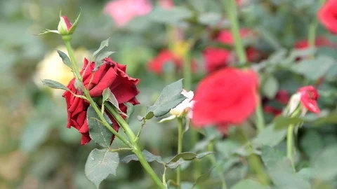 Red rose in spring time at flower field. Video stock 86721586