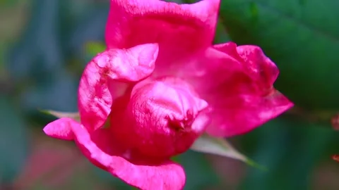A red rose on a stem in the southern Fall Stock Footage 143034032