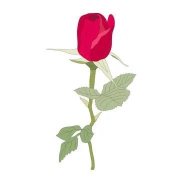 Red rose on stem, unopened bud, green leaves. 스톡 일러스트