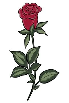 Red rose on the stem. Vector single flower. Garden red flower.Queen of flower Stock Illustration