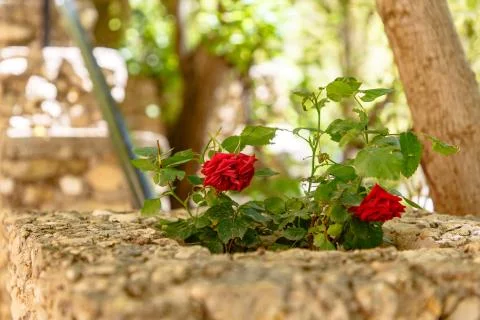 Red rose on stone wall background. Stock Photos