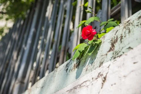 Red rose on stone wall Stock Photos