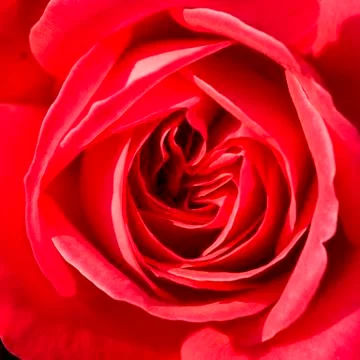 Red rose in strict close up Stock Photos