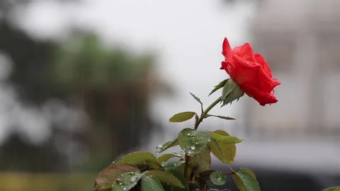 A red rose in the summer rain, with associated sound. Stock Footage 137388419