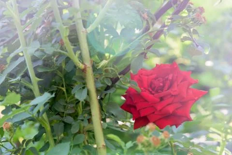 Red rose with sunlight close up Stock Photos