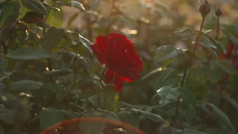 Red rose in sunlight Stock Footage 194909783