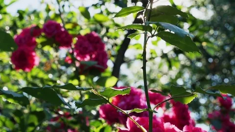 Red rose on a sunny day Stock Footage 76948060