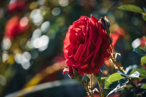 Red rose surrounded by buds Foto stock