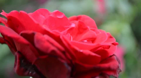 A Red Rose Swaying in the Wind Stock Footage 37290317