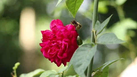Red Rose swaying by wind Stock Footage 135077395