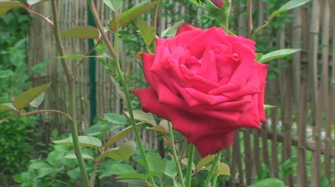 Red rose swinging in the wind Vídeos de archivo 29435603