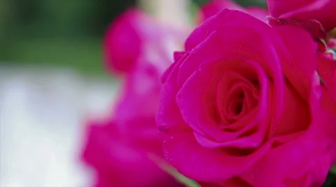 Red rose on table Видео 65744016