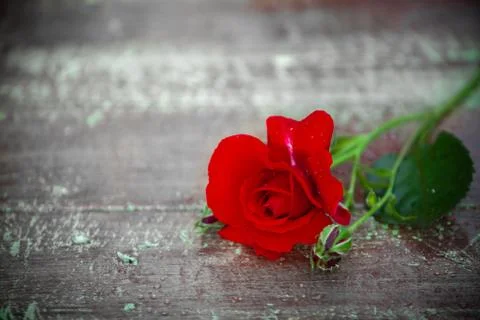 Red rose on a table Stock Photos