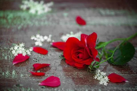 Red rose on a table Stock Photos