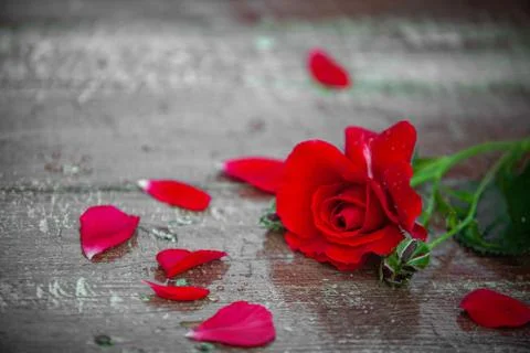 Red rose on a table Stock Photos