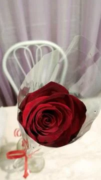 Red rose on a table Stock Photos