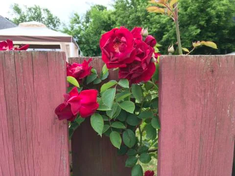 Red rose through red painted fence Stock Photos