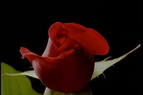 Red rose timelapse opening Stock Footage 122947490