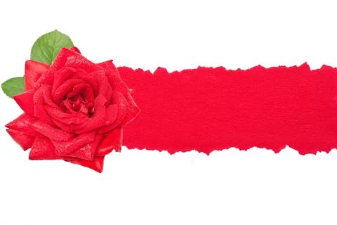 Red rose with torn paper Stock Photos