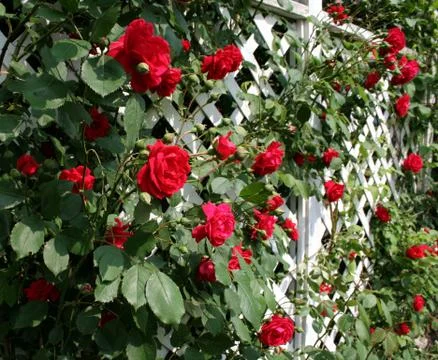 Red Rose Trellis Stock Photos