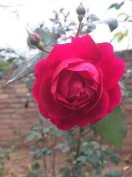 Red rose with two buds Foto stock