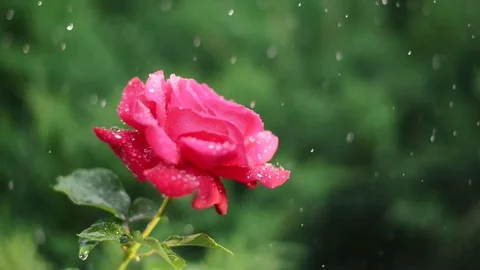 Red rose under the drops Stock Footage 82260327