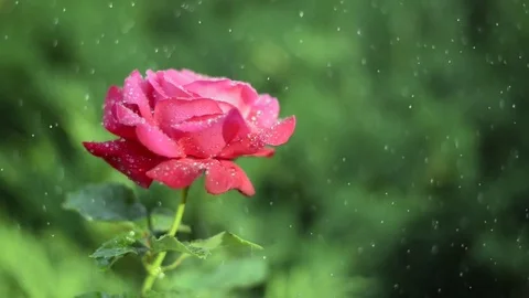 Red rose under the drops Video stock 82260366