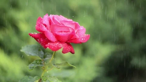 Red rose under the drops Video stock 82271982