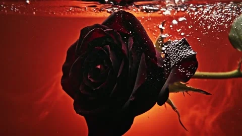 Red Rose Underwater with Air Bubbles – Cinematic Floral Motion Background Stock Footage 345678941