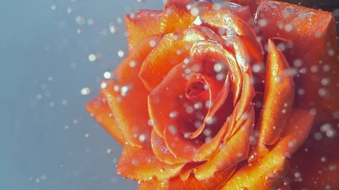 Red rose underwater 스톡 동영상 94601881
