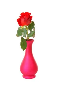 Red rose in vase Stock Photos