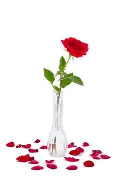 Red Rose in a Vase Stock Photos