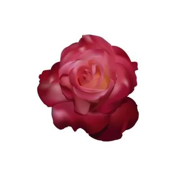Red rose vector Иллюстрация