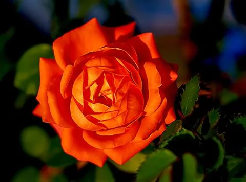 Red rose vector isolated on background Stock Illustration